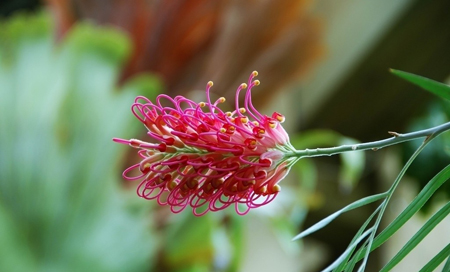 紅花銀樺