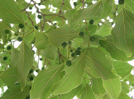 樸樹(shù)葉片