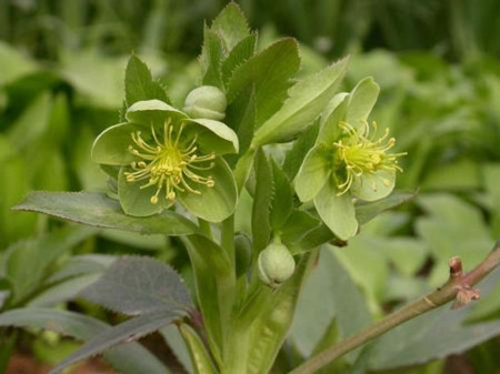 鐵筷子開(kāi)花