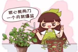 茉莉銅錢草…半死不活，就是欠收拾，狠心剪2刀，1個月爆盆！