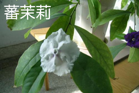 蕃茉莉