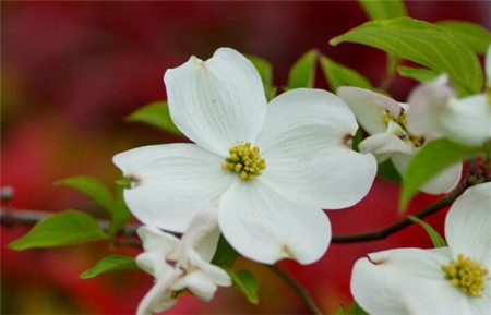 四照花開花