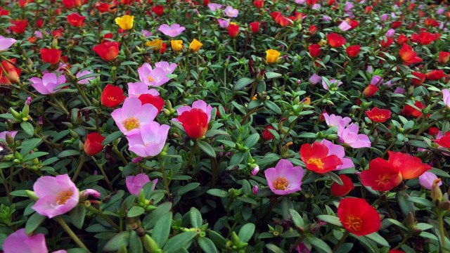 太陽花種植方法和時間