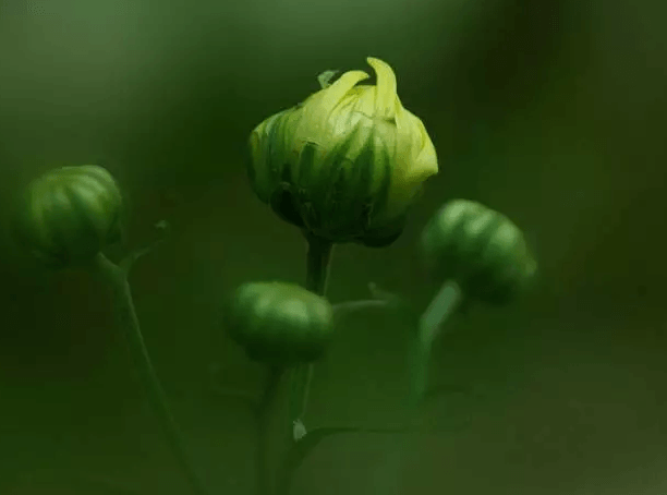 菊花不開花