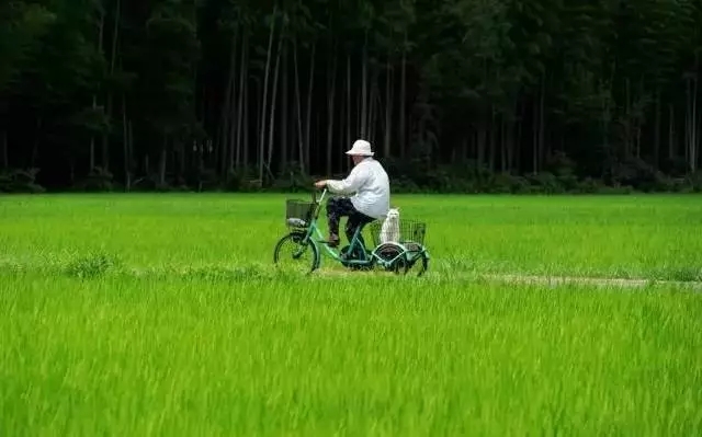 春天來(lái)了， 騎單車(chē)帶你去看看田野。