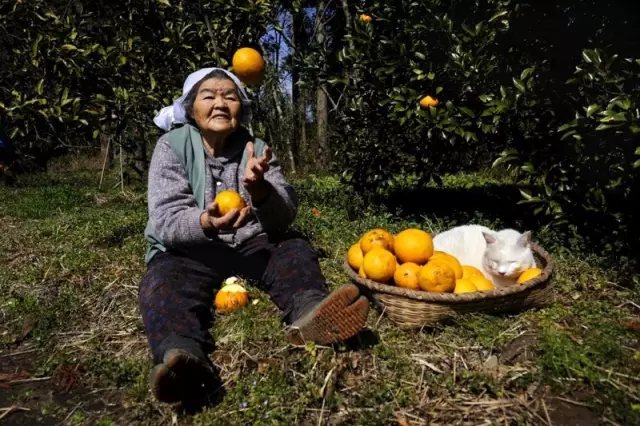 金秋時(shí)節(jié)， 果子壓彎了樹(shù)枝 趁著陽(yáng)光暖和， 和奶奶一起去收橙子。