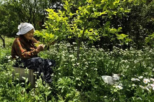 它們的故事里， 不只有奶奶和福丸。 她們走過(guò)的每一條路， 一起乘過(guò)涼每一棵樹(shù)、 還有一起摘過(guò)的果實(shí)， 都是他們故事的一部分。