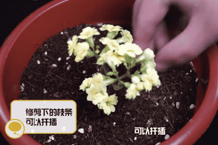 長(zhǎng)壽花扦插