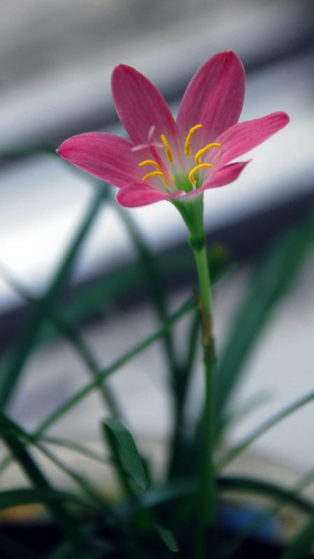 促進(jìn)韭菜蓮開(kāi)花的小妙招