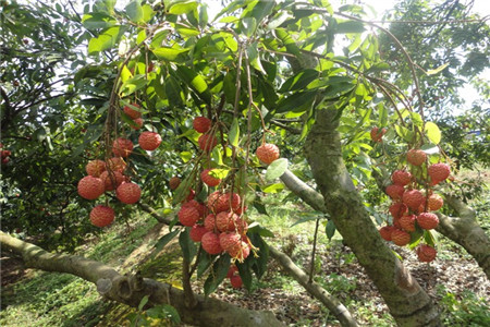 荔枝樹(shù)