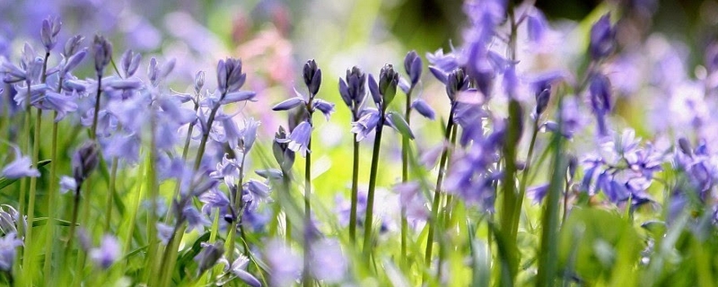 藍(lán)鈴花的種植方法