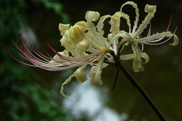 樹(shù)皮怎么養(yǎng)花