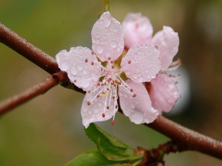 養(yǎng)花