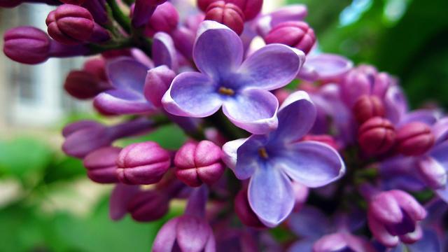 風(fēng)信子開(kāi)花后怎么處理