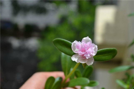 太陽(yáng)花粉重樓