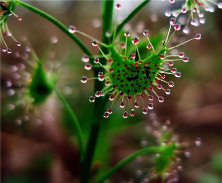 茅膏菜