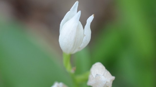 頭蕊蘭怎么養(yǎng)