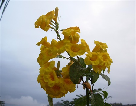 黃鐘花的其他