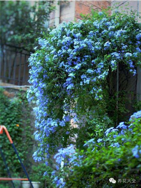 藍雪花