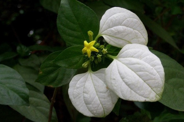 玉葉金花什么時(shí)候開花