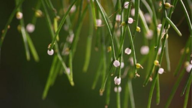 絲葦屬植物怎么養(yǎng)殖