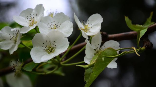 梨樹什么時(shí)候開花