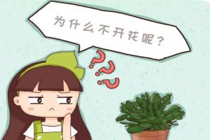 梔子君子蘭……3年不開花？不做這1點(diǎn)，別想開花！