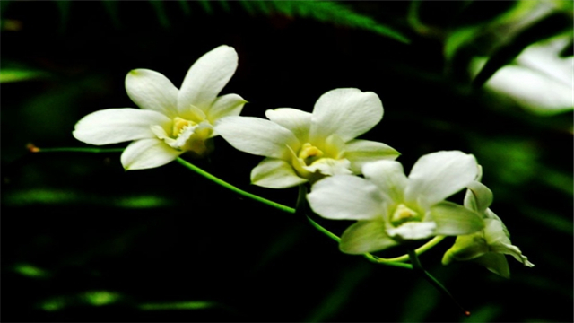 蘭花花期如何管理