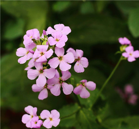 藍香芥