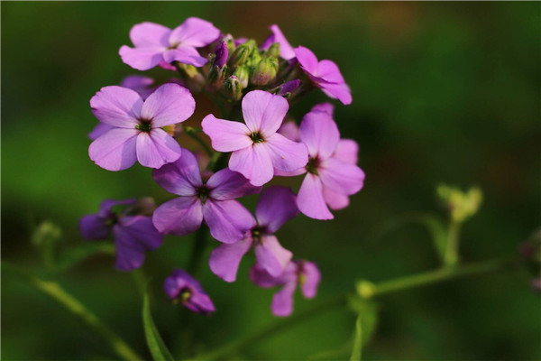 藍香芥的養(yǎng)殖方法和注意事項