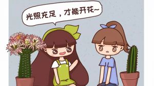 他家的仙人球開花100朵，你家的還在裝死？到底為啥？