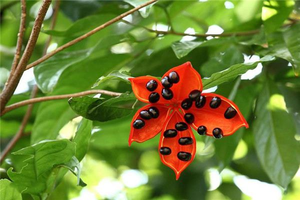 蘋婆什么時(shí)候開花