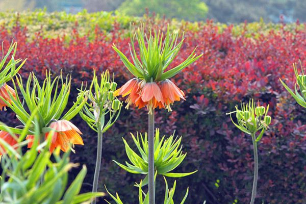 花貝母什么時(shí)候開花