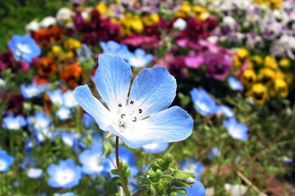 幌菊什么時(shí)候開(kāi)花