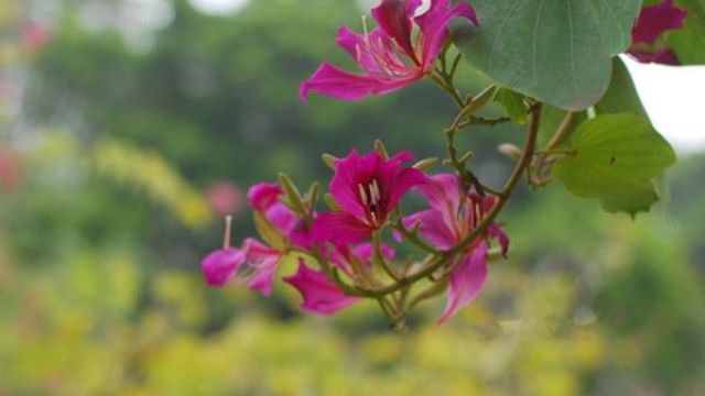 紫荊和洋紫荊的區(qū)別