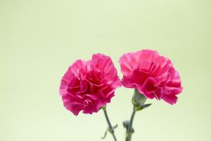 怎么讓康乃馨快速開(kāi)花