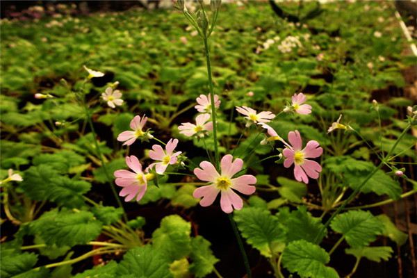 四季櫻草的養(yǎng)植方法和注意事項(xiàng)