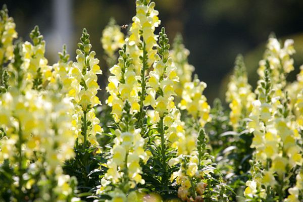 金魚草什么時候開花