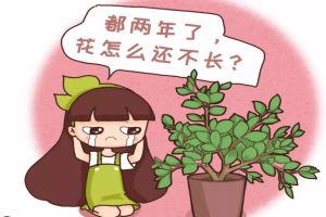 多肉君子蘭…長太慢？隨手撒點它，立馬瘋長爆盆！