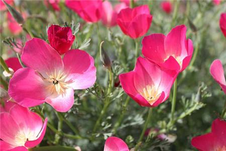 花菱草開花欣賞