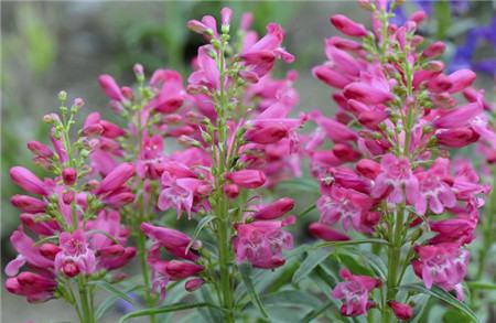 釣鐘柳開花欣賞