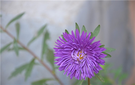 翠菊開(kāi)花欣賞