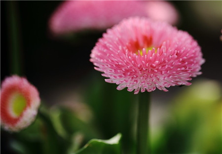 翠菊開(kāi)花欣賞