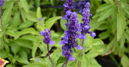 藍(lán)花鼠尾草開花機制