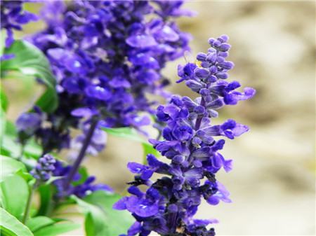 藍(lán)花鼠尾草開花欣賞