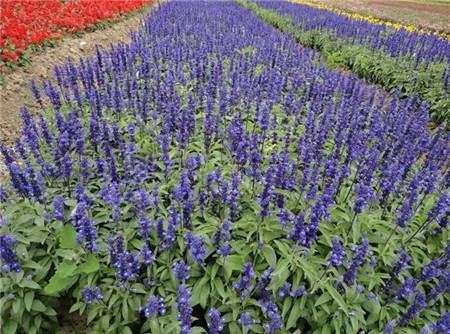 藍(lán)花鼠尾草開花欣賞