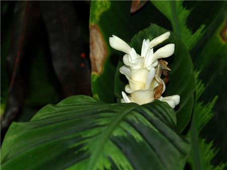 孔雀竹芋的植株花語(yǔ)