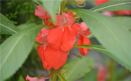 鳳仙花開花欣賞