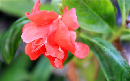 鳳仙花開花欣賞