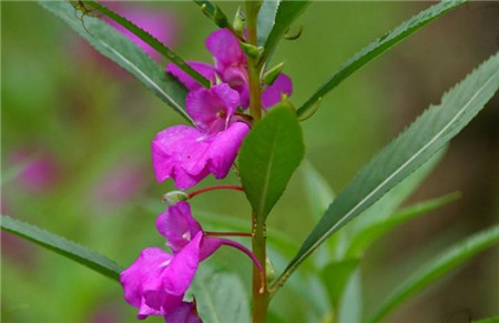 鳳仙花開花欣賞